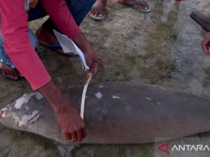 Dugong Alias Duyung, Mamalia Laut Berstatus Langka Ditemukan Mati Terdampar
