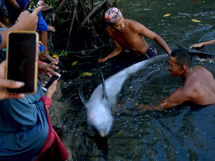FOTO: Lumba-lumba Terdampar di Tambak Ikan