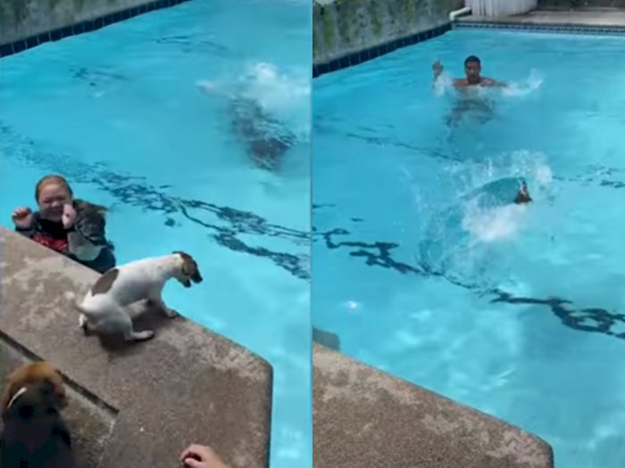Momen Saat Anjing Menyelamatkan Pemiliknya yang Berpura-pura Tenggelam Di Kolam Renang