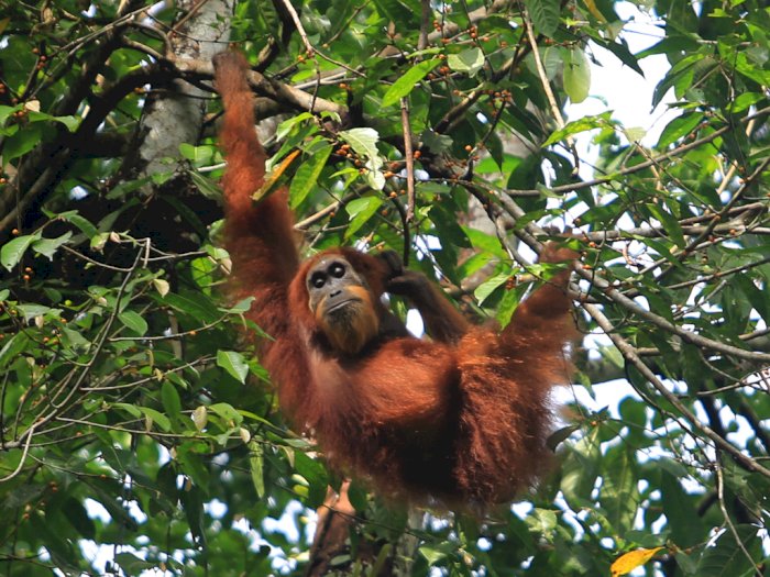 2 Orangutan Asal Deli Serdang Gagal Diselundupkan di Pelabuhan Bakauheni Lampung