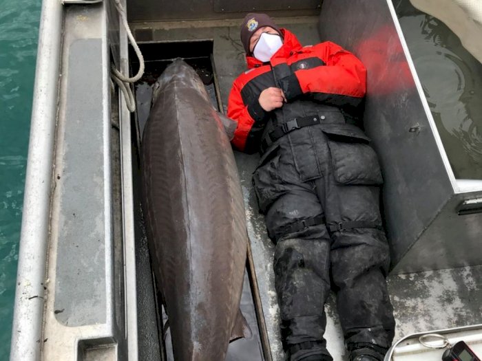 Ahli Biologi AS Tangkap Ikan Sturgeon Berusia 100 Tahun dengan Berat Lebih dari 108 Kg