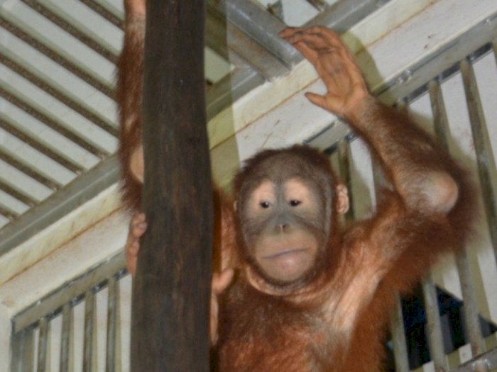 BBKSDA Sumut Siap Terima Orangutan yang Gagal Diselundupkan dari Lampung
