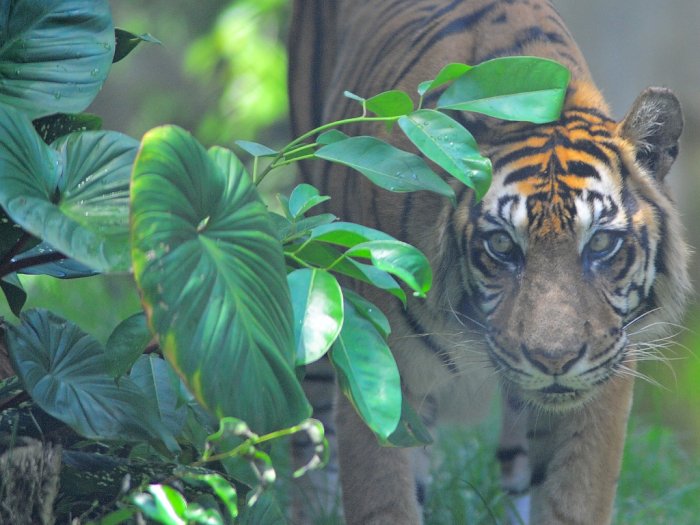 Ada Jejak Diduga Harimau di Angkola Tapsel, Warga Resah Hingga Tak Berani ke Kebun