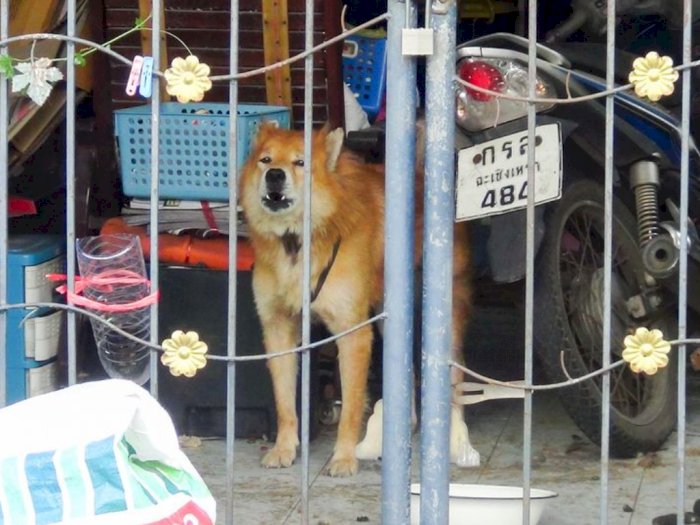 Tak Tahu Pemiliknya Meninggal karena Covid-19, Anjing Ini Setia Menunggu di Depan Rumah