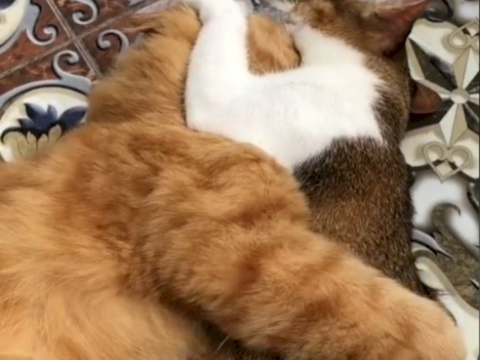 Viral Kucing Gancet di Siang Hari Bolong saat Puasa, Tak Mau Lepas, Bikin Jomblo Iri