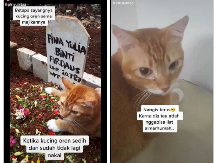 Kucing Oren Ini Menangis Sedih saat Pemiliknya Meninggal Dunia