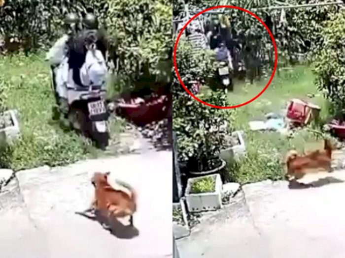 Video Pengendara Motor Dikejar Anjing hingga Nyungsep ke Rumah Orang, Netizen Malah Ngakak