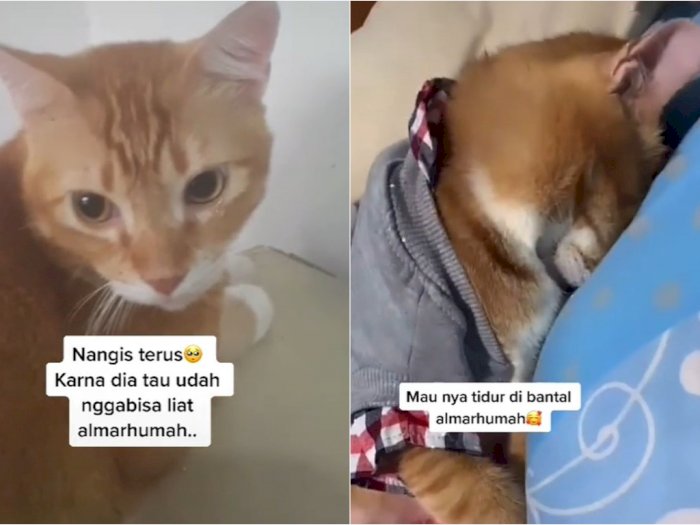 Majikannya Meninggal, Kucing Oren Ini Tak Bisa Menahan Tangis