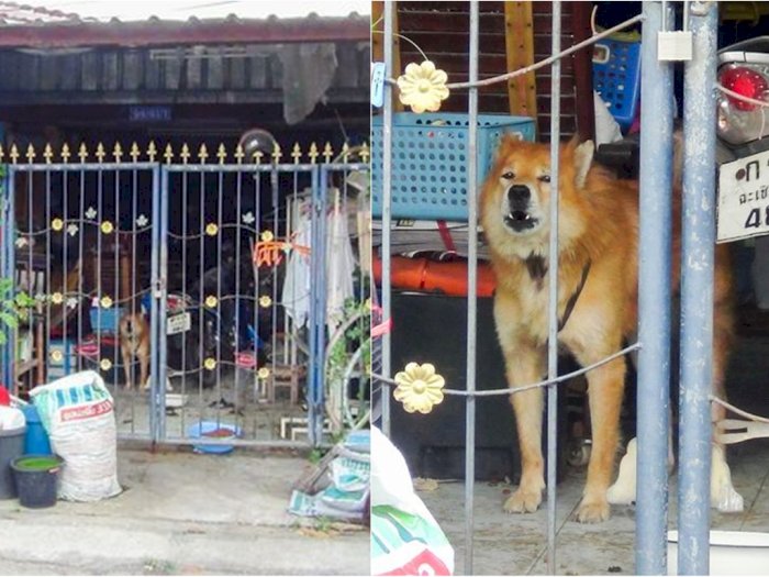 Kisah Setia Anjing Menanti Pemiliknya yang Meninggal karena Corona
