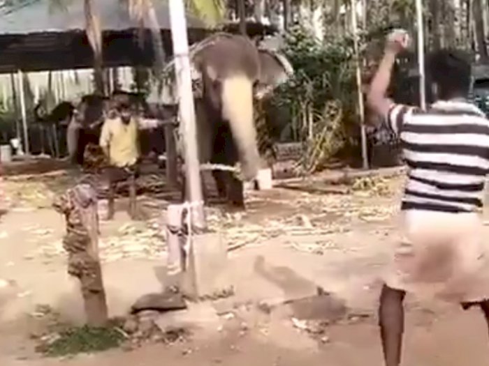 Viral Video Gajah Bermain Kriket dengan Sekelompok Pria di India, Aksinya Bikin Gemas