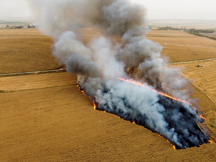 FOTO: Kebakaran Ladang Gandum Usai Pejuang Palestina Kirim Balon Pembakar 