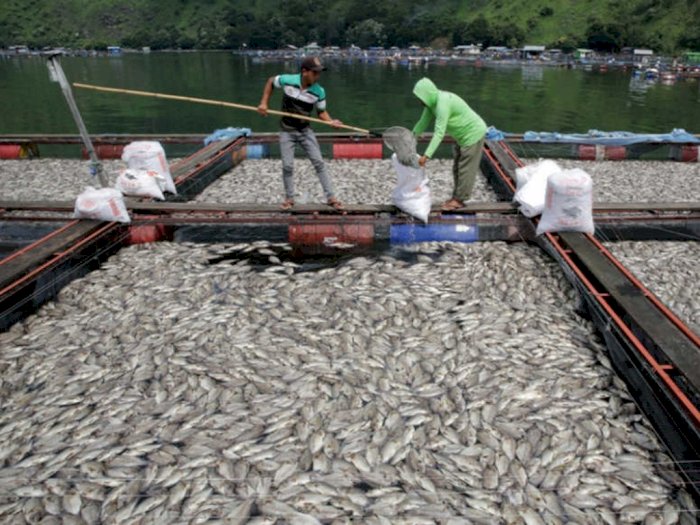 Ribuan Ikan Keramba di Danau Ini Mati Mendadak, Diduga Keracunan Belerang dari Dasar Danau