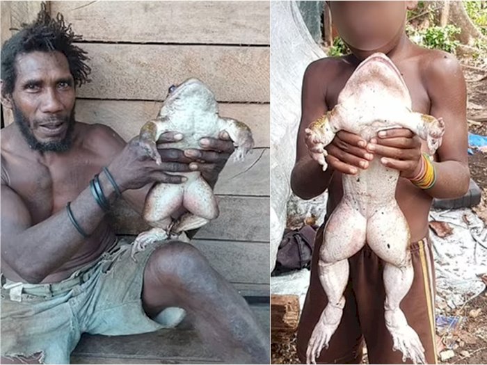 Katak Sebesar Bayi Manusia dengan Berat Hampir 1 Kg Ditemukan di Kepulauan Solomon