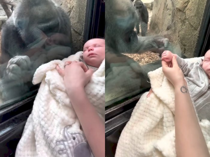 Video Ibu Gorila Mencoba 'Memegang' Tangan Bayi Berusia 5 Minggu, Reaksinya Bikin Haru