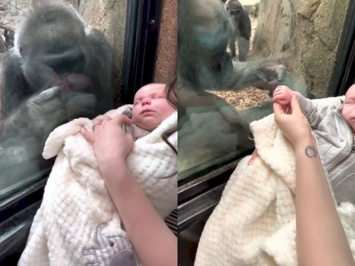 Momen Menggemaskan Gorila Ingin Menyentuh Bayi Mungil, Videonya Bikin Hati Adem