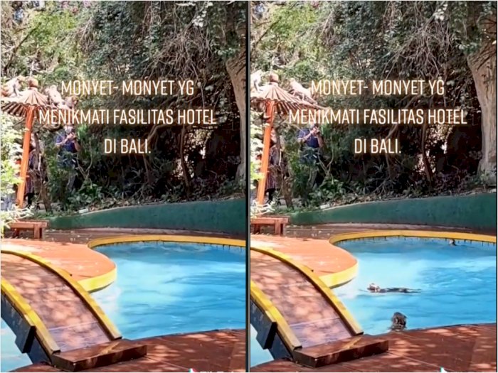 Video Monyet yang Asyik 'Staycation' Gunakan Fasilitas Kolam Renang Hotel di Bali