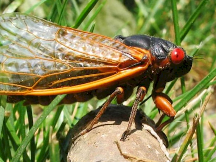 Setelah 17 Tahun, Miliaran Jangkrik 'Brood X' Cicadas Muncul di AS Timur untuk Kawin