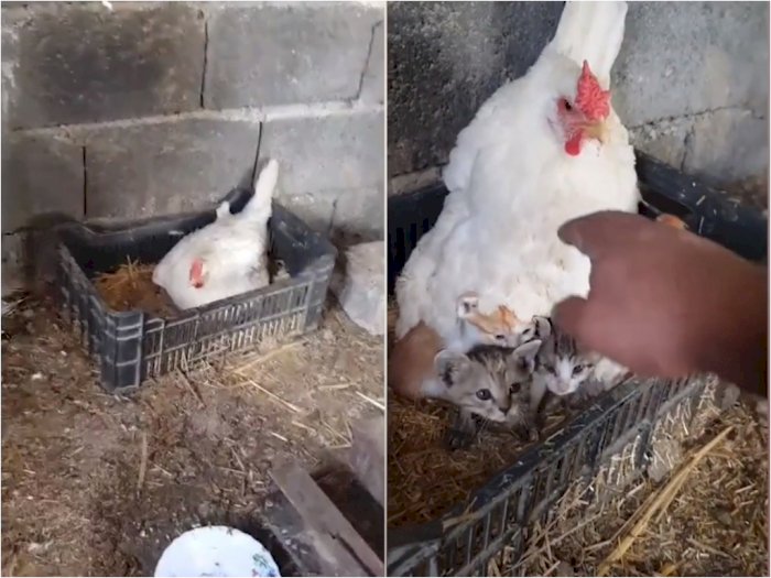 Momen Seekor Induk Ayam yang Merawat Tiga Anak Kucing Di Balik tubuhnya, Bikin Gemas