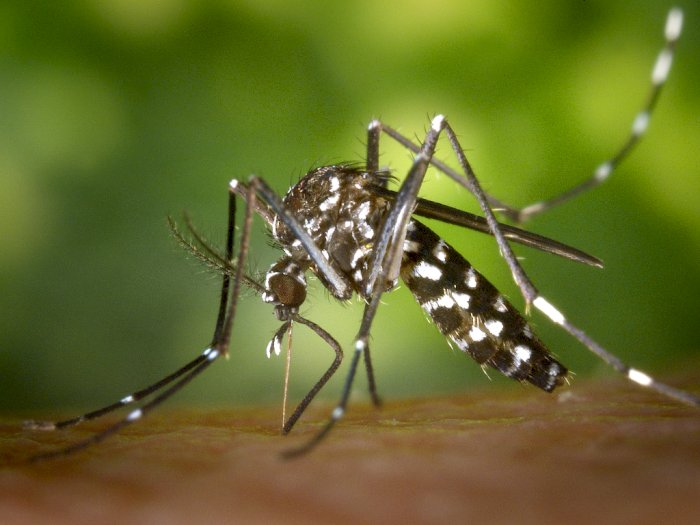 Peneliti Tengah Rancang Obat Baru untuk Hentikan Penyakit Malaria!