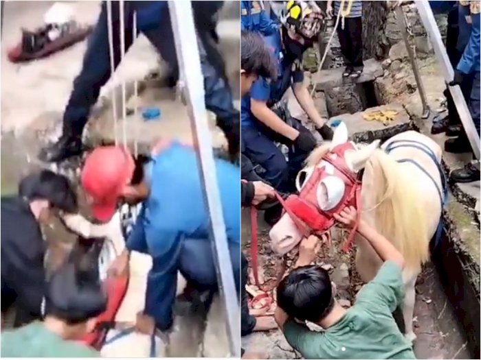   Video Detik-detik Petugas Damkar Evakuasi Kuda Masuk Selokan di Jaksel
