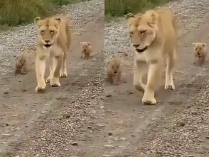 Video Anak Singa yang Menggemaskan Mengikuti Ibunya dengan Membawa Pesan Penting