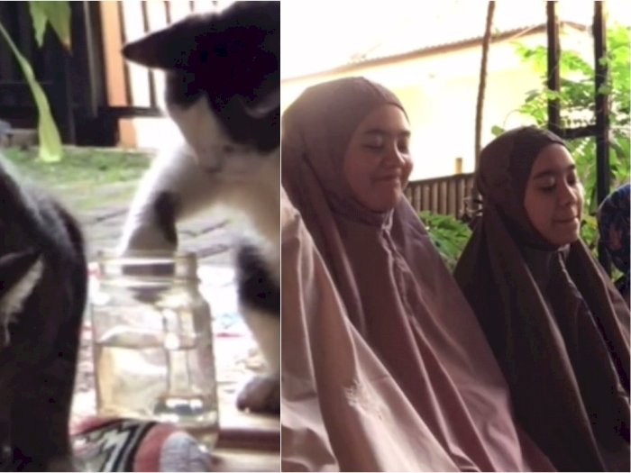 Ulah Kocak Kucing Saat Idul Fitri, Bikin Pemilik yang Sedang Salat Harus Tahan Tawa