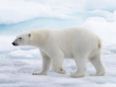 Bulu Beruang Kutub Kelihatan Warna Putih, Ternyata Hanya Ilusi Optik
