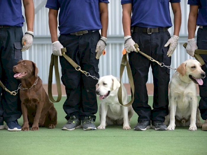 Pemerintah Thailand Melatih Anjing untuk Melacak Pasien Covid-19 di Perbatasan Negara