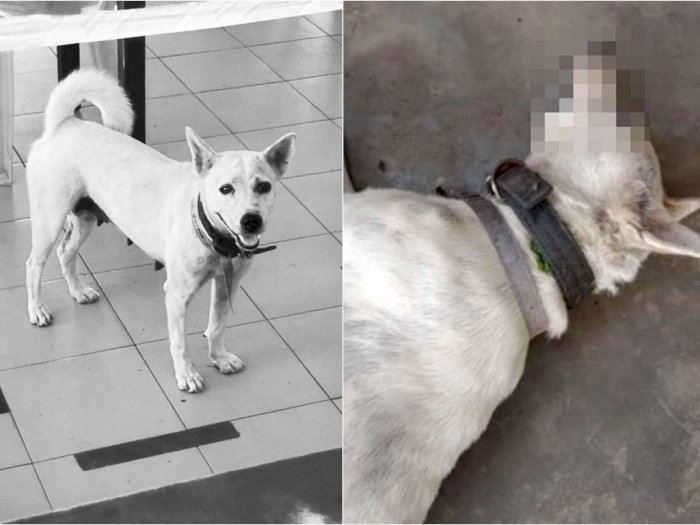 Anjing yang Viral karena Kesopanannya Meninggal Setelah Ditembak dengan Obat Penenang