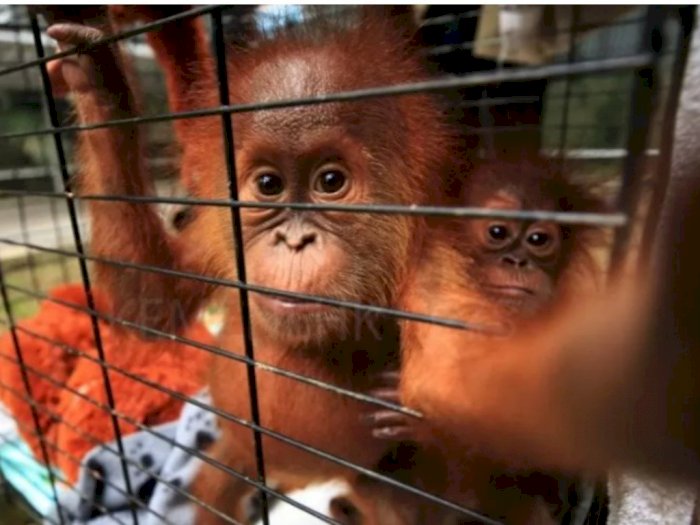 Orangutan Korban Penyelundupan Asal Sumut Direhabilitasi di Jambi