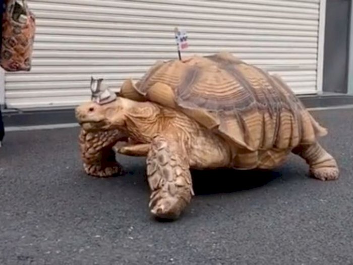Mengenal Bon-chan, Kura-kura Raksasa Berusia 25 Tahun yang Lagi Viral di TikTok