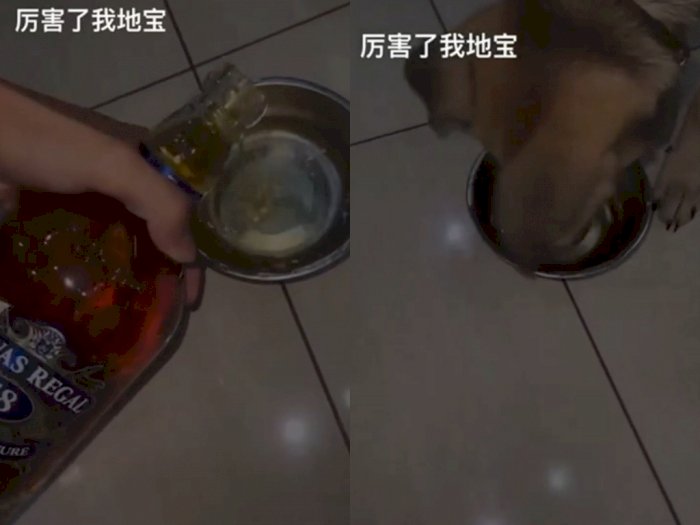 Video Seorang Pria Memberi Minum Wiski ke Anjing Peliharaan Buat Netizen Murka