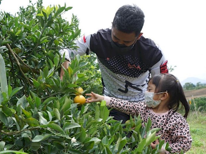 Petik Buah Jeruk di Kebun, Begini Cara Bobby Habiskan Waktu Akhir Pekan Bersama Anak