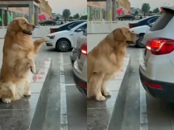Video Anjing Jadi 'Tukang Parkir' Viral di Medsos, Bikin Netizen Gemas dengan Tingkahnya