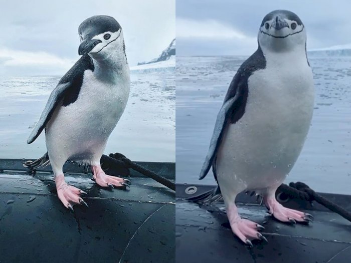 Tonton Video Bayi Penguin Melompat dari Laut Es ke Kapal Tur di Antartika, Imut Banget!
