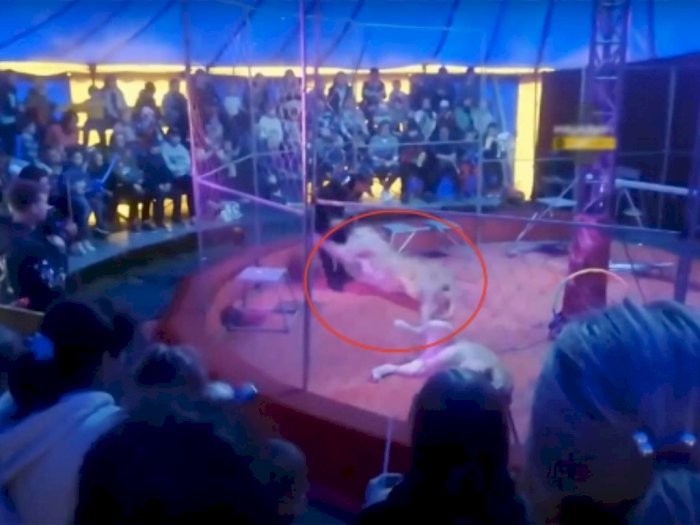 Momen Mengerikan Seekor Singa Menyerang Pelatih saat Pertunjukan Sirkus Rusia