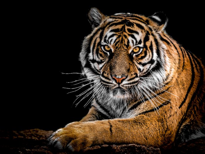 Harimau India Ini Berhasil Ditemukan Kepolisian Setelah Berkeliaran Sepekan di Kota