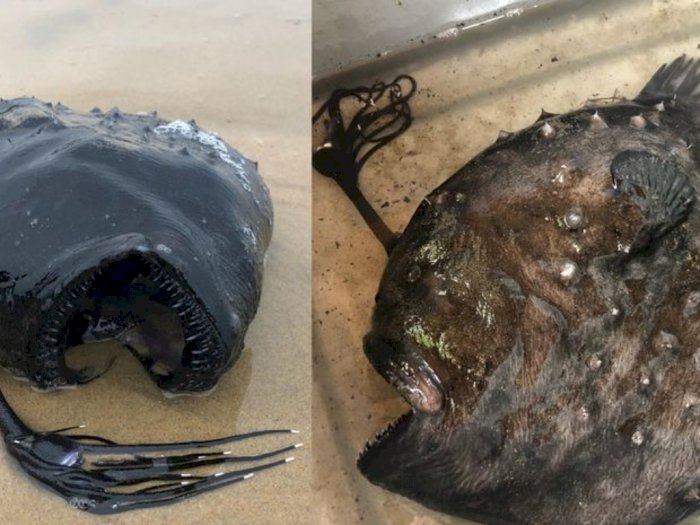 Ikan Anglerfish DItemukan Usai Terdampar di Pantai California