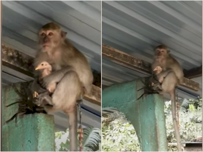 Video Monyet Nakal Sandera Ayam dan Dinaikkan ke Atas Loteng, Biar Dikasih Makan