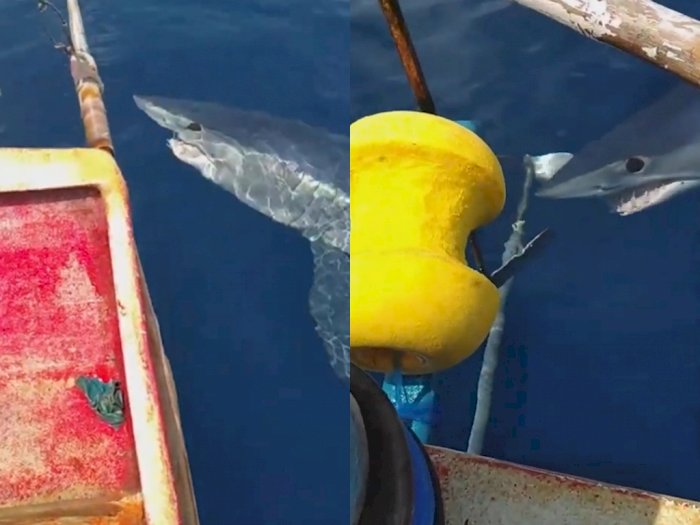 Video Nelayan di Manado Kaget saat Kapalnya Dikelilingi Hiu Gegara Cium Bau Darah