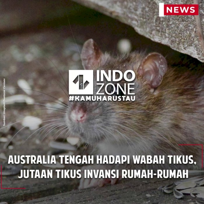 Australia Tengah hadapi Wabah Tikus,  Jutaan Tikus Invansi Rumah-rumah