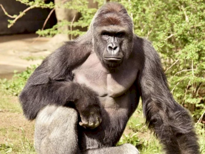 Foto Gorila Harambe yang Ditembak Mati saat Menyeret Bocah Lelaki Dilelang