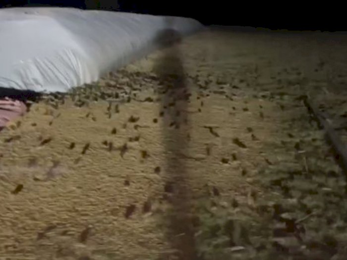 Wabah Tikus di Australia Menggigit Orang di Tempat Tidur