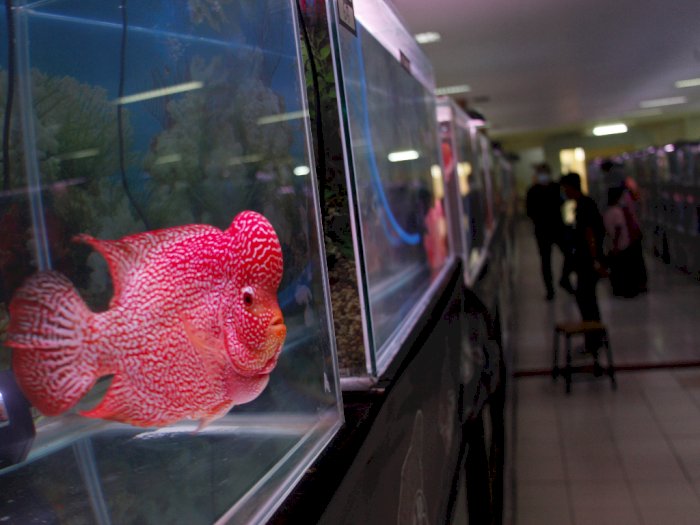 FOTO: Kompetisi Ikan Louhan