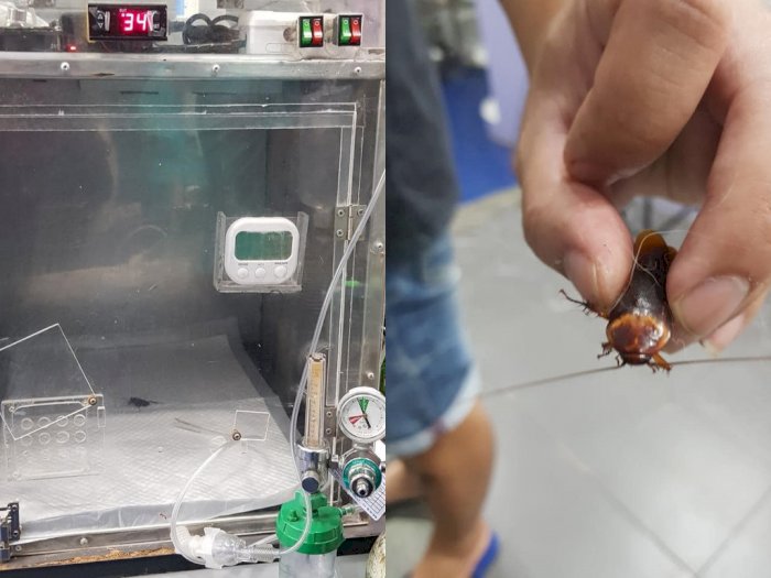 Pria Ini Kasihan Lihat Kecoa Diinjak Pejalan Kaki, Lalu  Dibawa ke Dokter Hewan