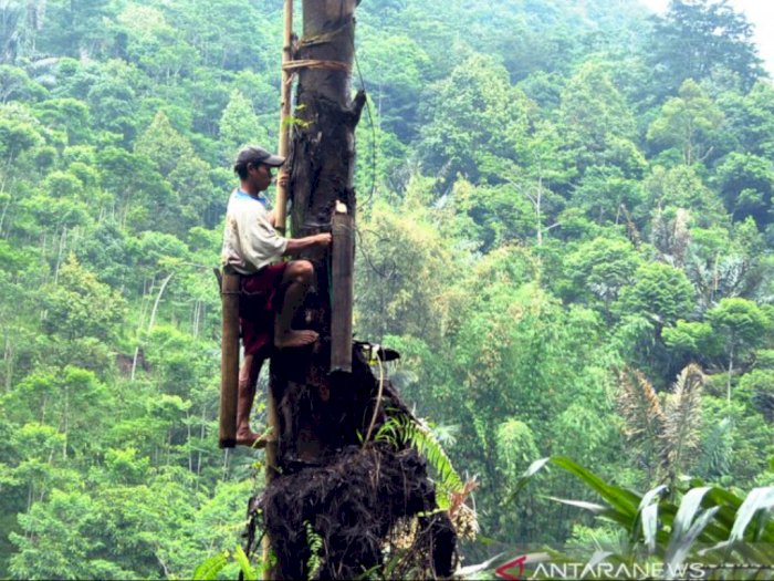 Upaya Konservasi di Lahan Kritis, Temanggung Galakkan Penanaman Pohon Aren