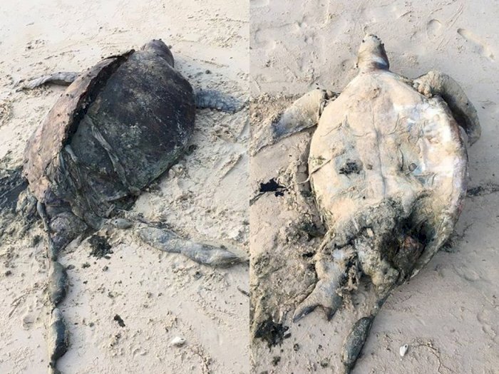Penyu Hijau Lain Ditemukan Mati di Pulau Kapas, Diduga Tewas karena Lemas