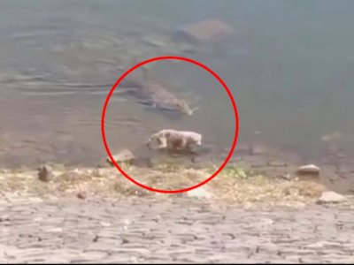 Detik-detik Buaya Menerkam Anjing yang Minum di Pinggir Sungai, Menyeretnya Sampai Mati
