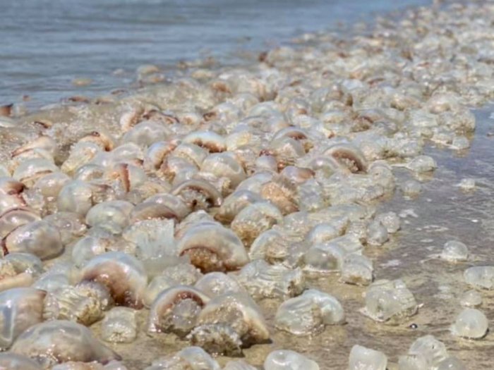 Ribuan Ubur-Ubur Terdampar di Pantai di Georgia, AS!