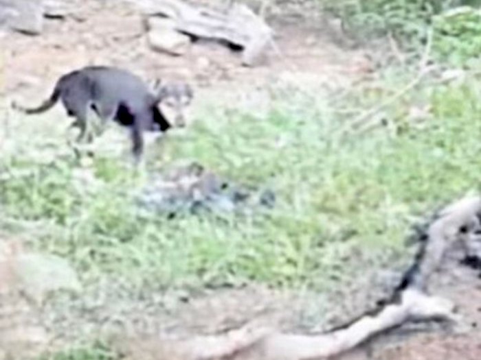 Anjing Liar Memakan Mayat Korban Covid-19 yang Terdampar di Tepi Sungai India